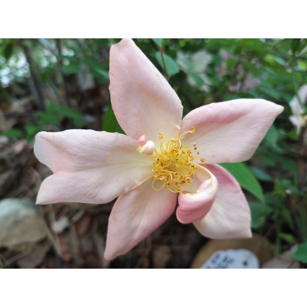 Rosa chinensis Mutabilis - Bodendecker-Rose