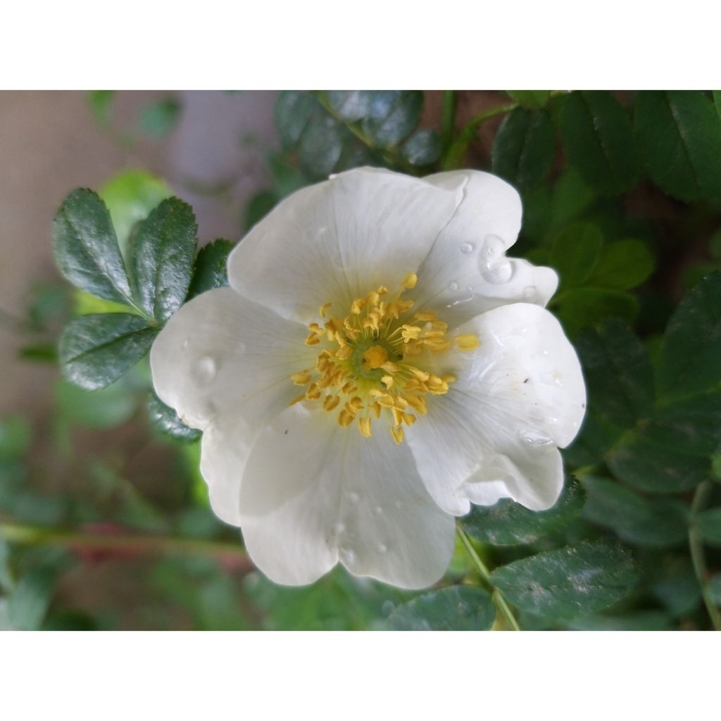 Rosa omeiensis Pteracantha - Omei-Rose