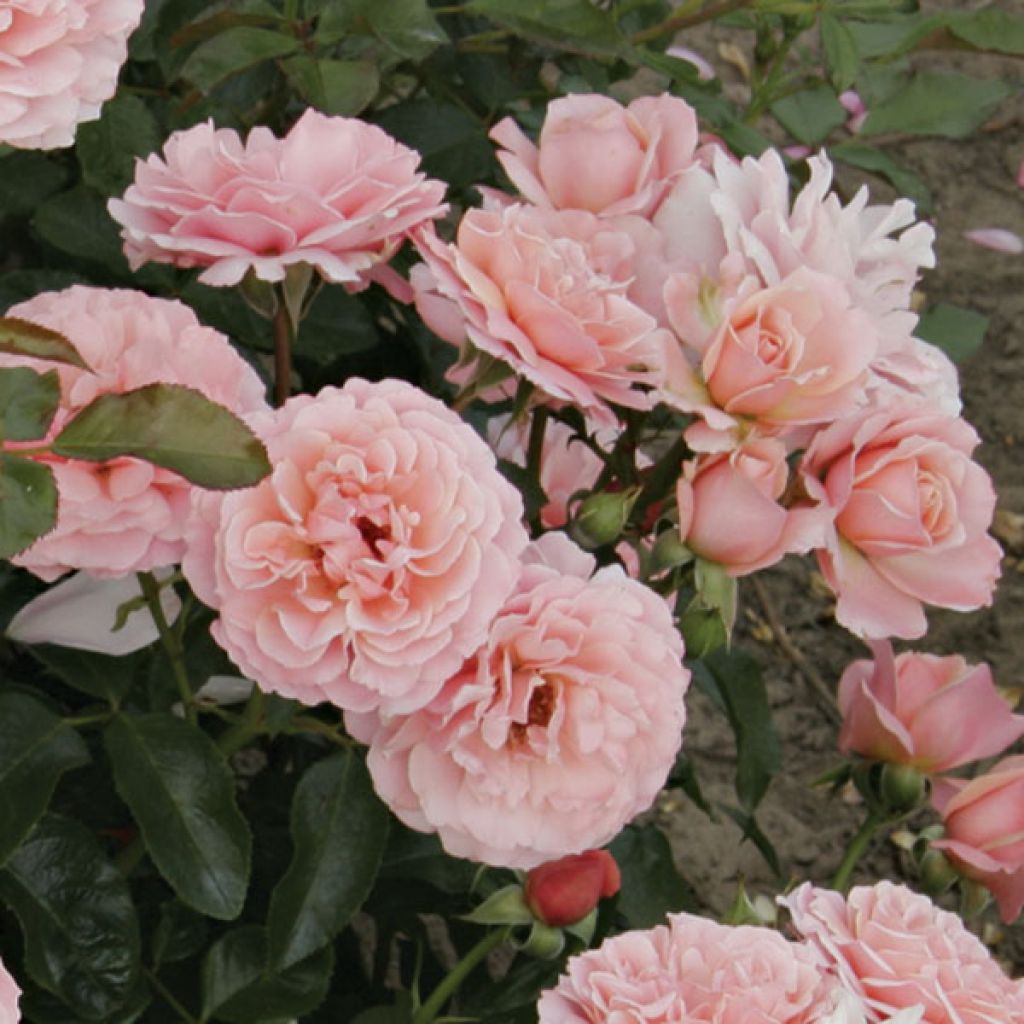 Rosier à fleurs groupées Botticelli