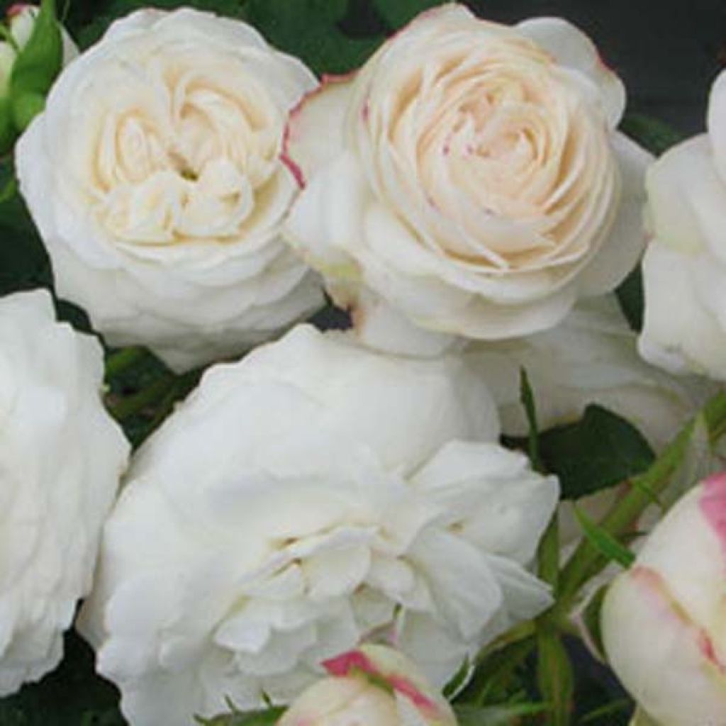 Rosa Boule de Neige - Historische Rose