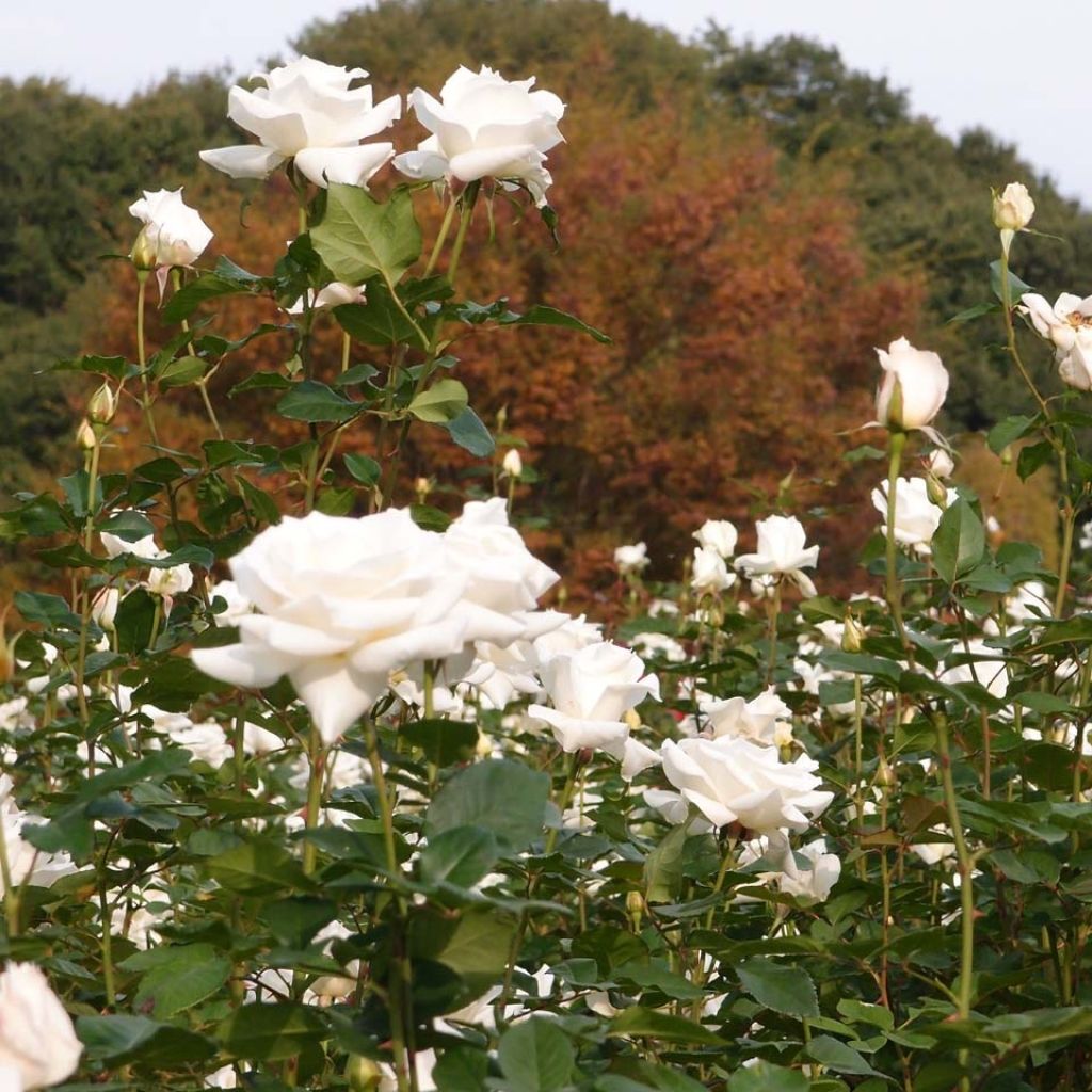 Rosa Pascali - Edelrose