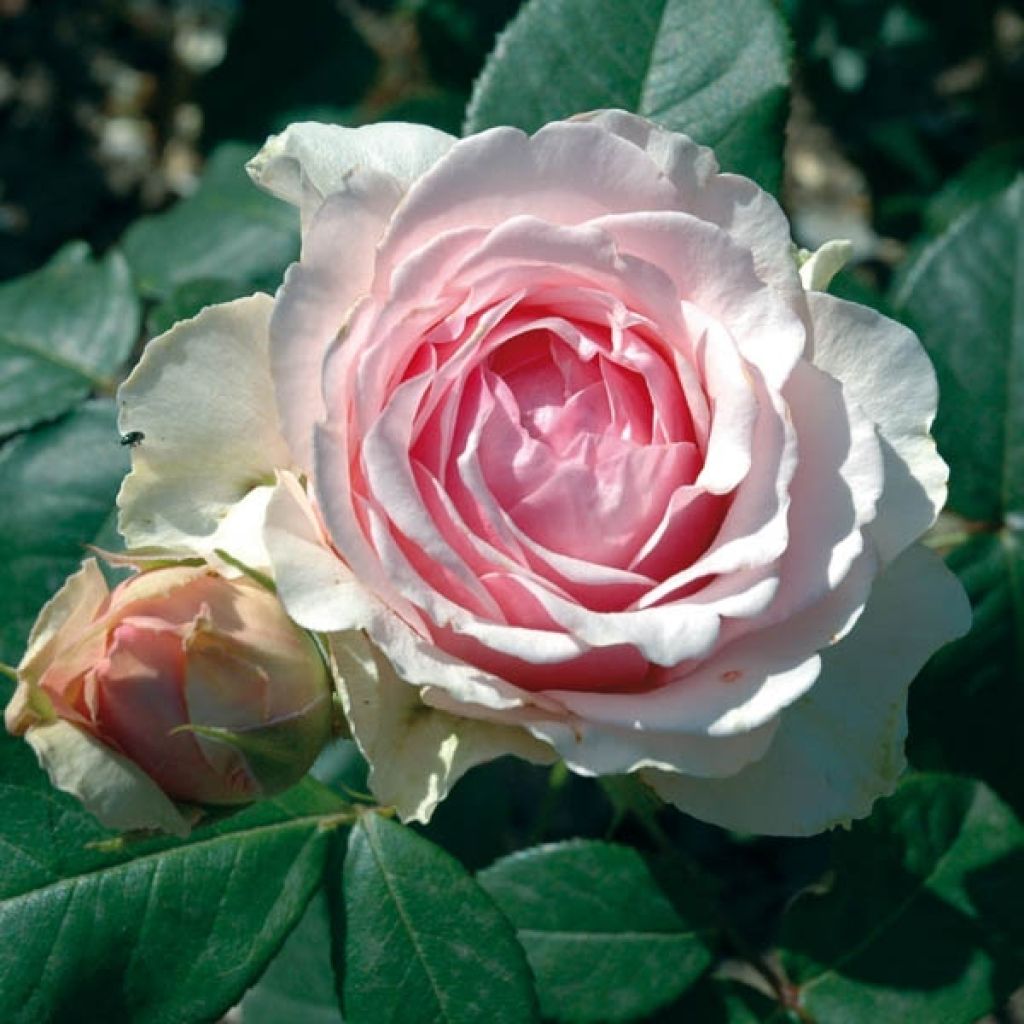 Rosa Generosa Carméline - Guillot Rose