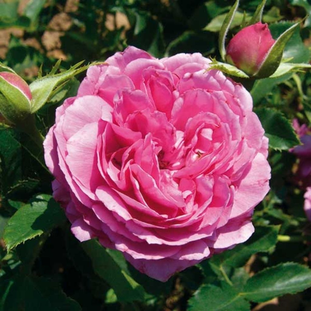 Rosa Generosa Chantal Baudron - Guillot Rose