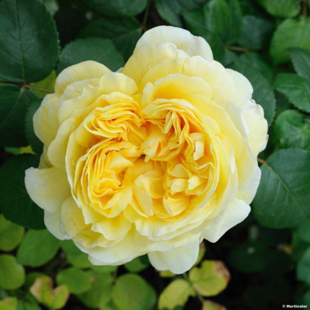 Rosa Charles Darwin - Englische Rose