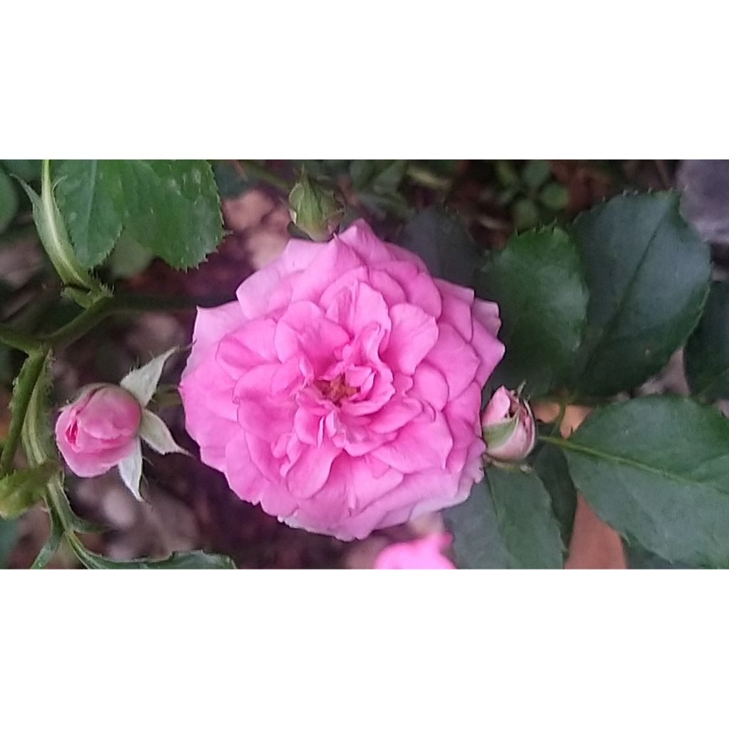 Rosa Rigo Rosen Amica - Bodendecker-Rose