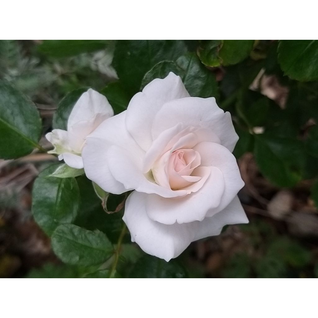 Rosa Aspirin Rose - Bodendecker-Rose