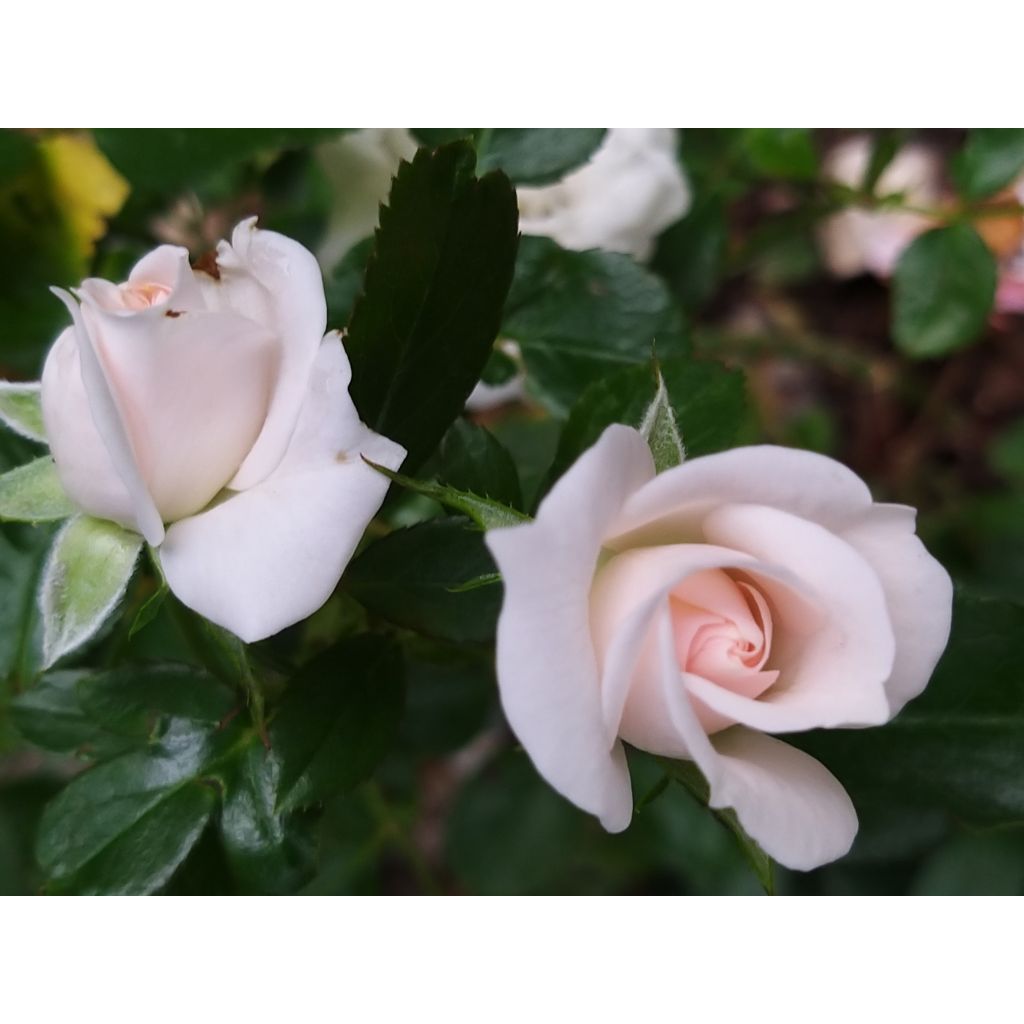 Rosa Aspirin Rose - Bodendecker-Rose