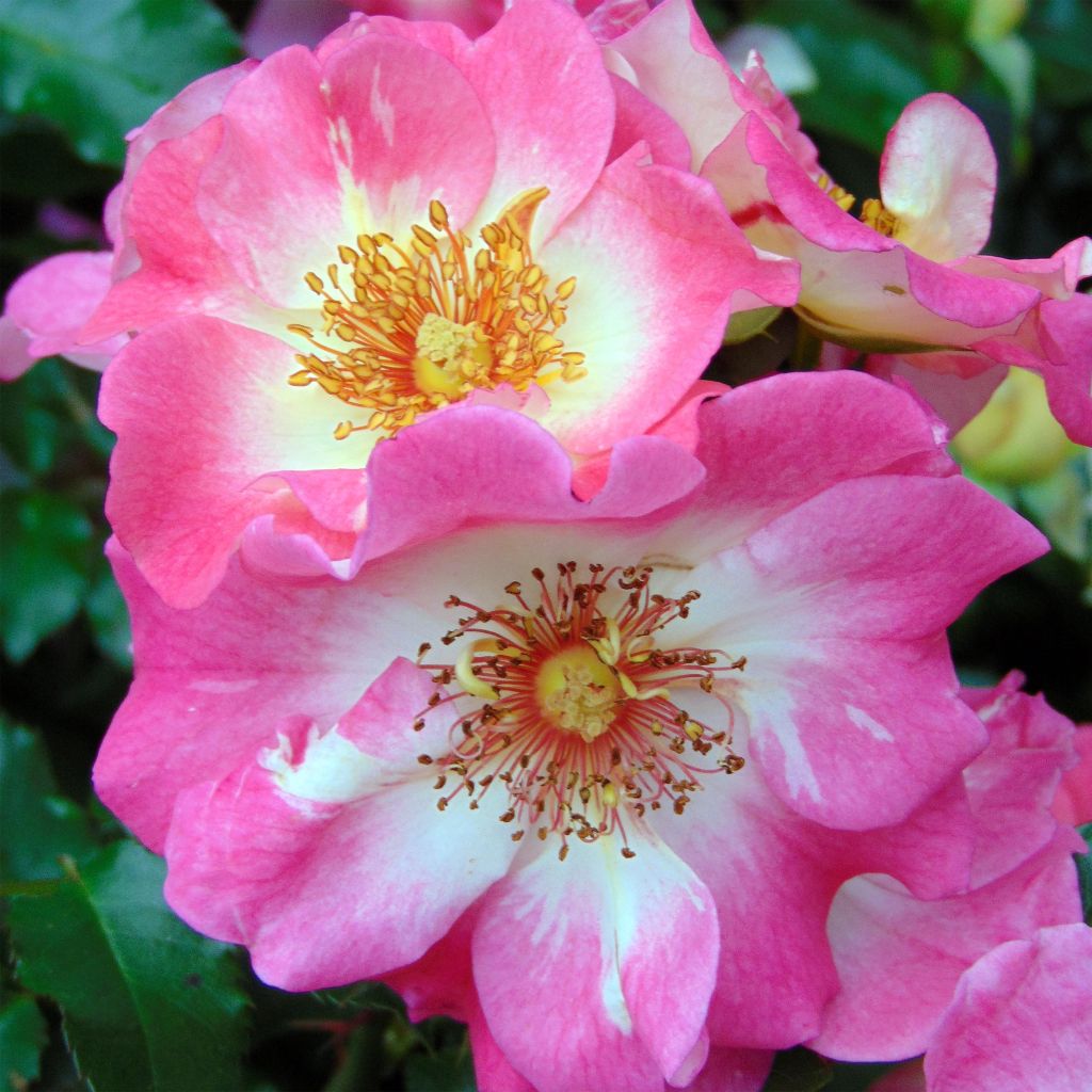 Rosa Dolomiti Korrahibe - Bodendecker-Rose