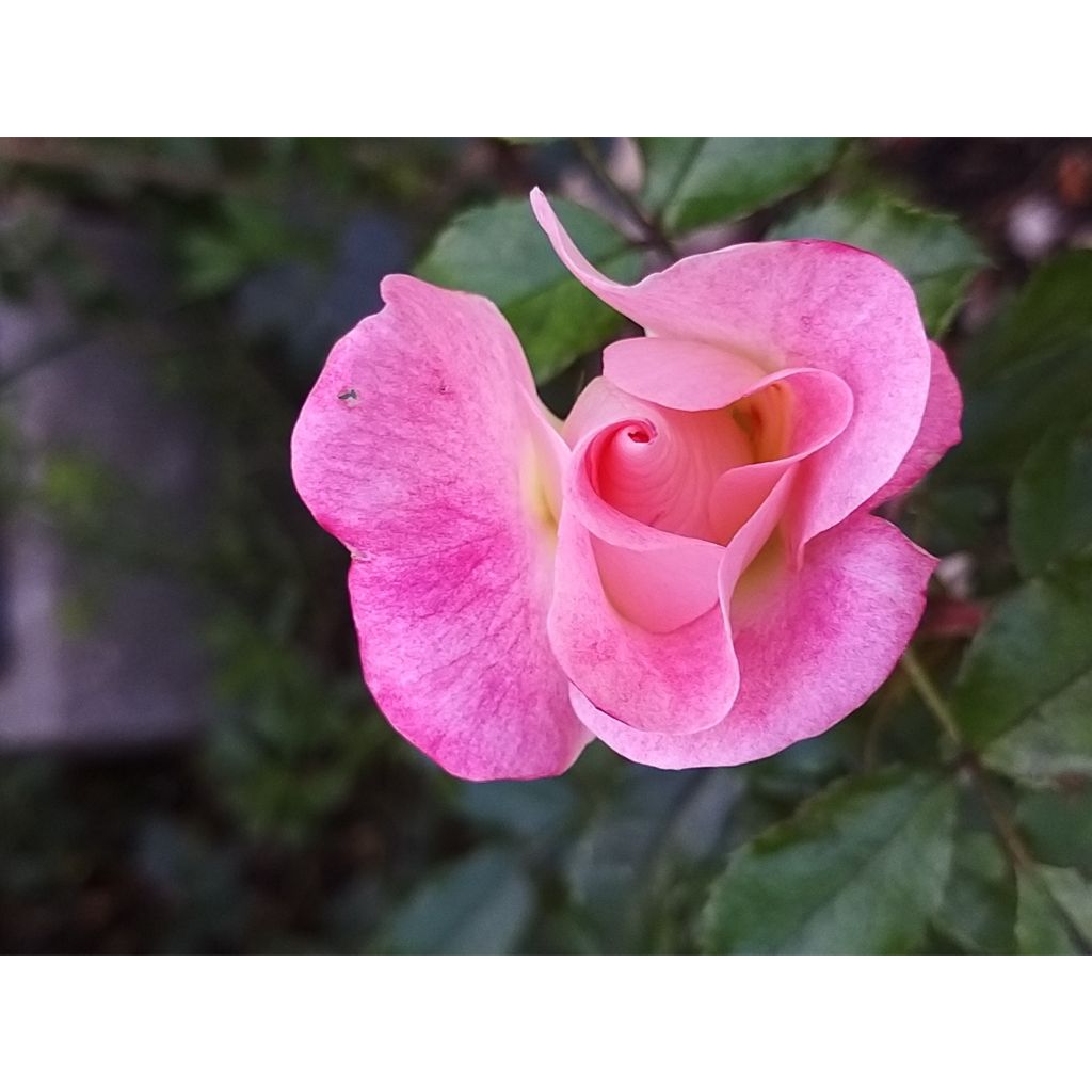 Rosa Dolomiti Korrahibe - Bodendecker-Rose