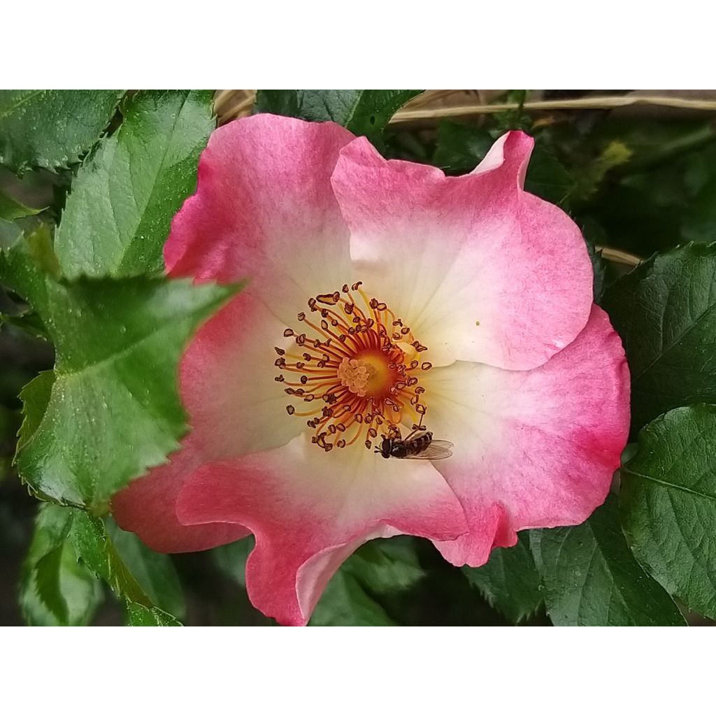 Rosa Dolomiti Korrahibe - Bodendecker-Rose