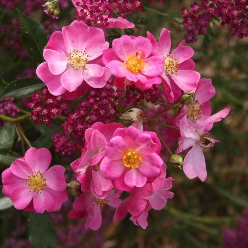 Rosa Lavender Dream - Bodendecker-Rose