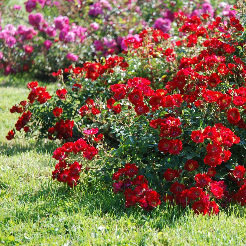 Rosa Rouge Cascade - Bodendecker-Rose