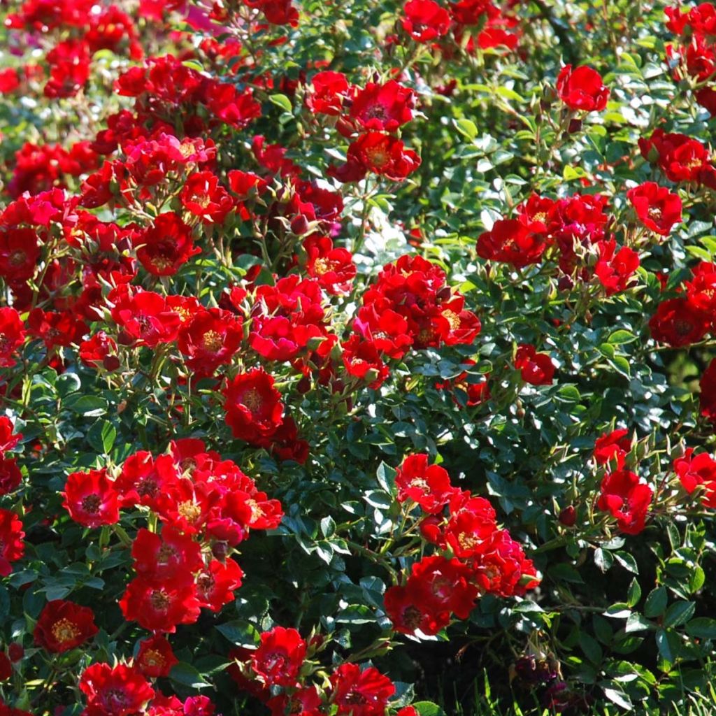 Rosa Rouge Cascade - Bodendecker-Rose