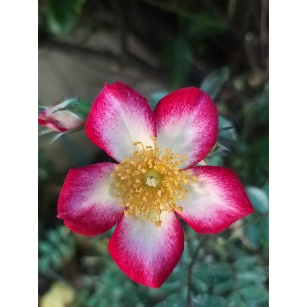 Rosa Star Profusion - Bodendecker-Rose