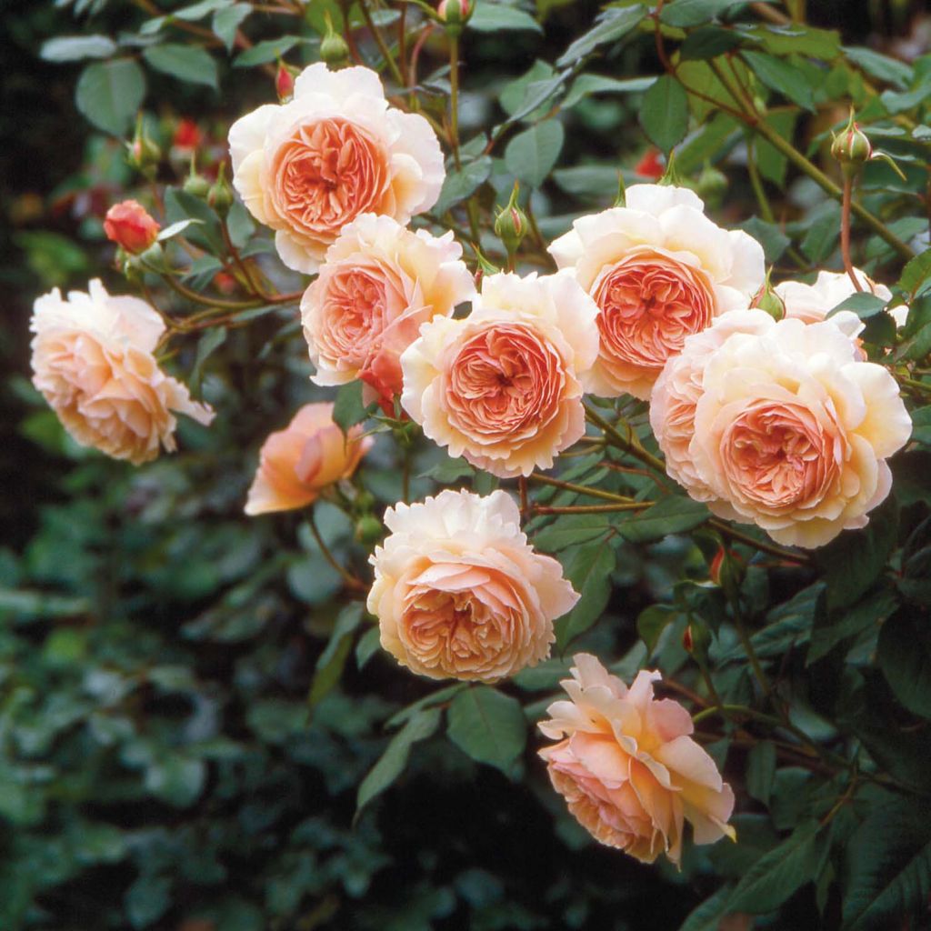 Rosa A Shropshire Lad - Englische Rose