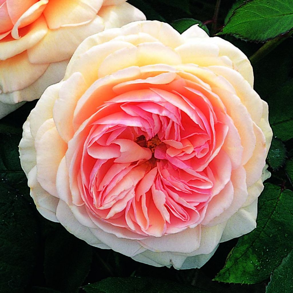 Rosa A Shropshire Lad - Englische Rose