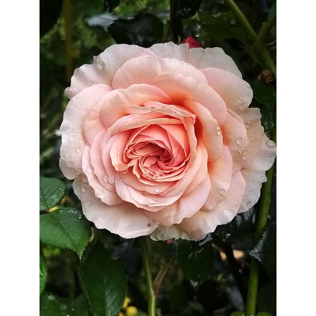 Rosa A Shropshire Lad - Englische Rose