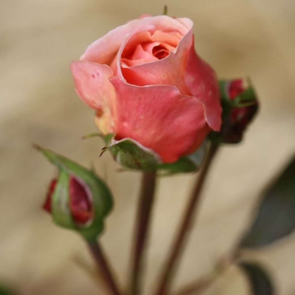 Rosa A Shropshire Lad - Englische Rose