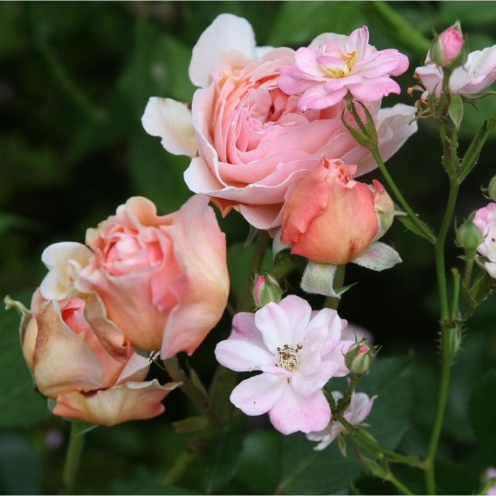 Rosa A Shropshire Lad - Englische Rose