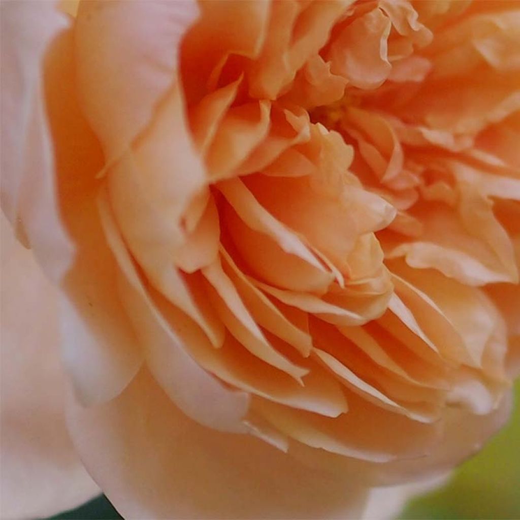 Rosa Abraham Darby - Englische Rose