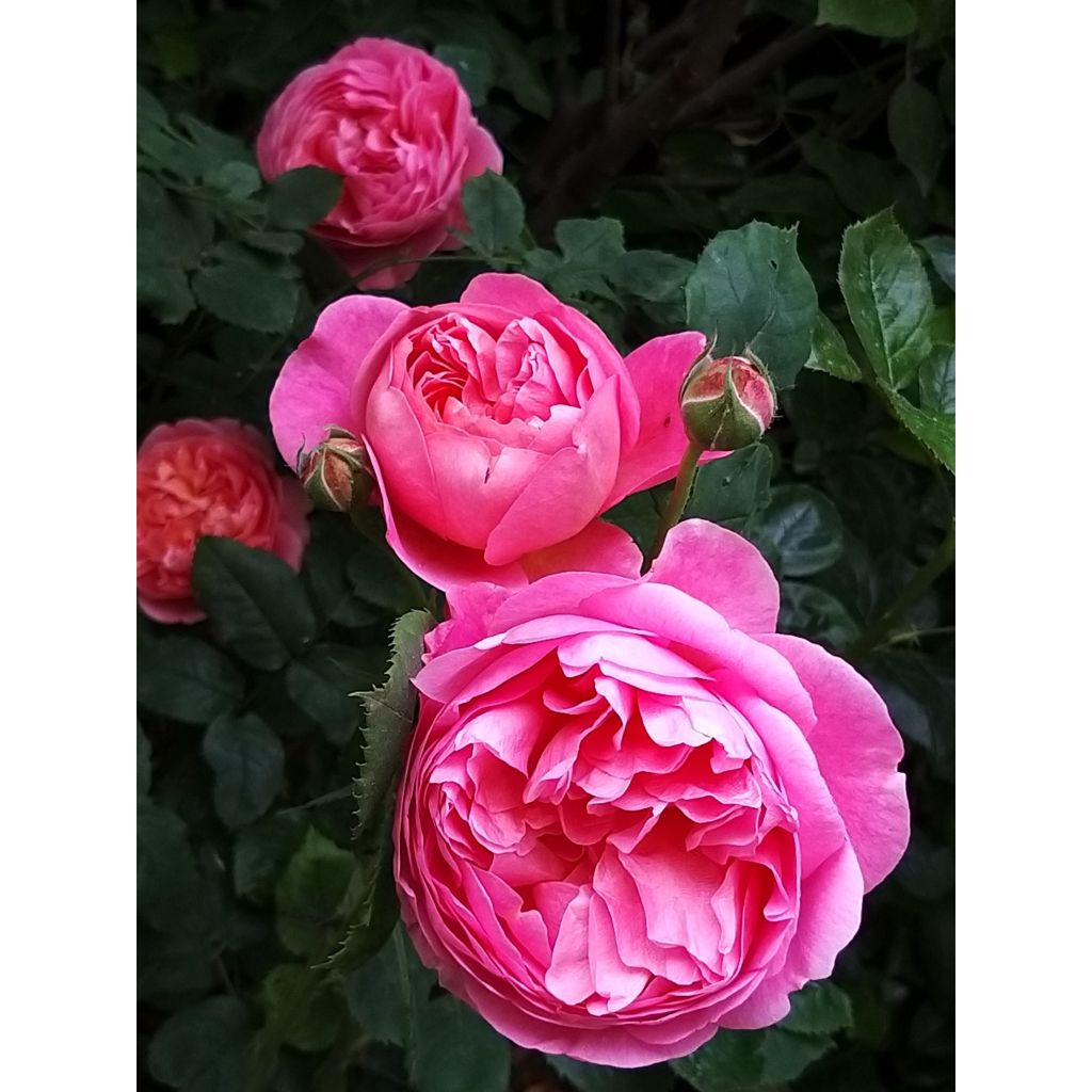 Rosa Boscobel - Englische Rose