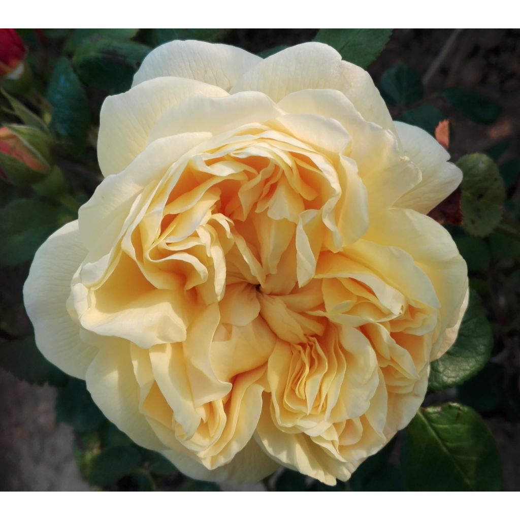 Rosa Charles Darwin - Englische Rose