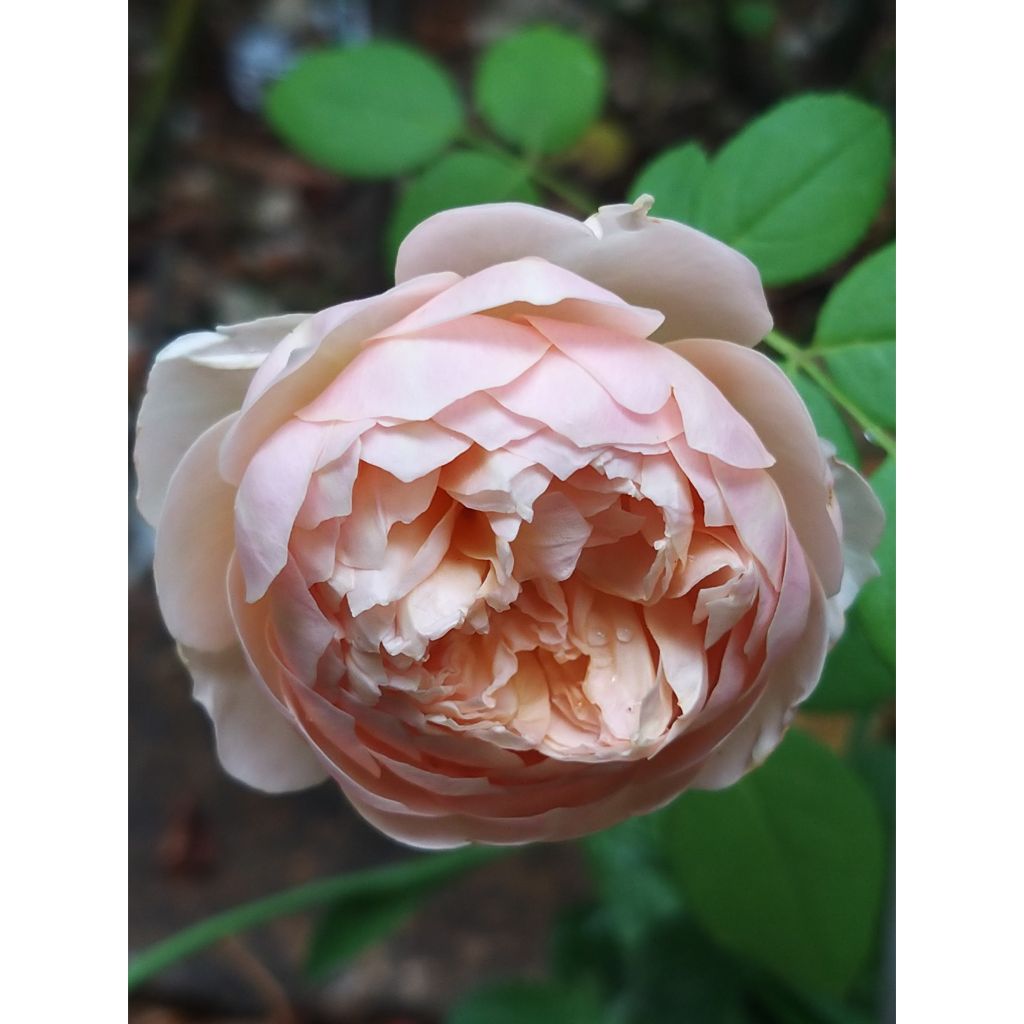 Rosa Charles Darwin - Englische Rose