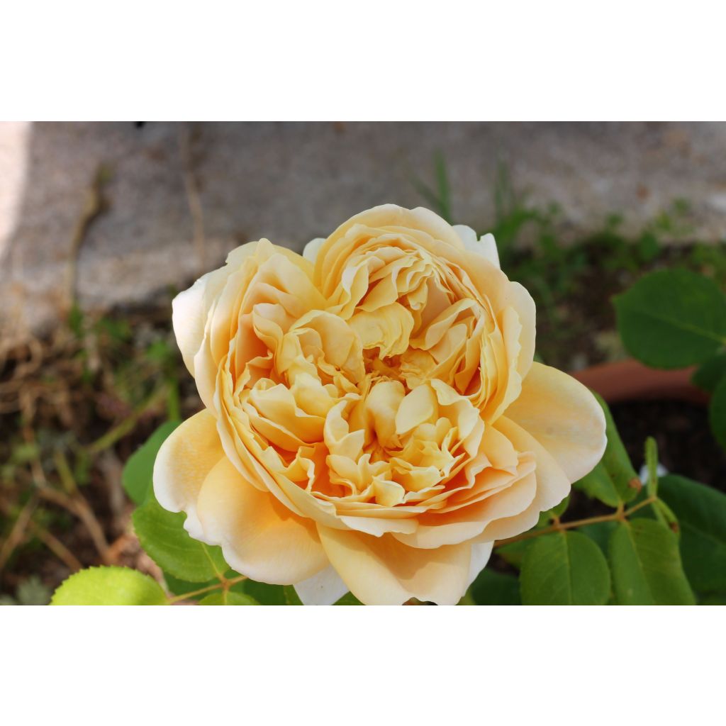 Rosa Charles Darwin - Englische Rose