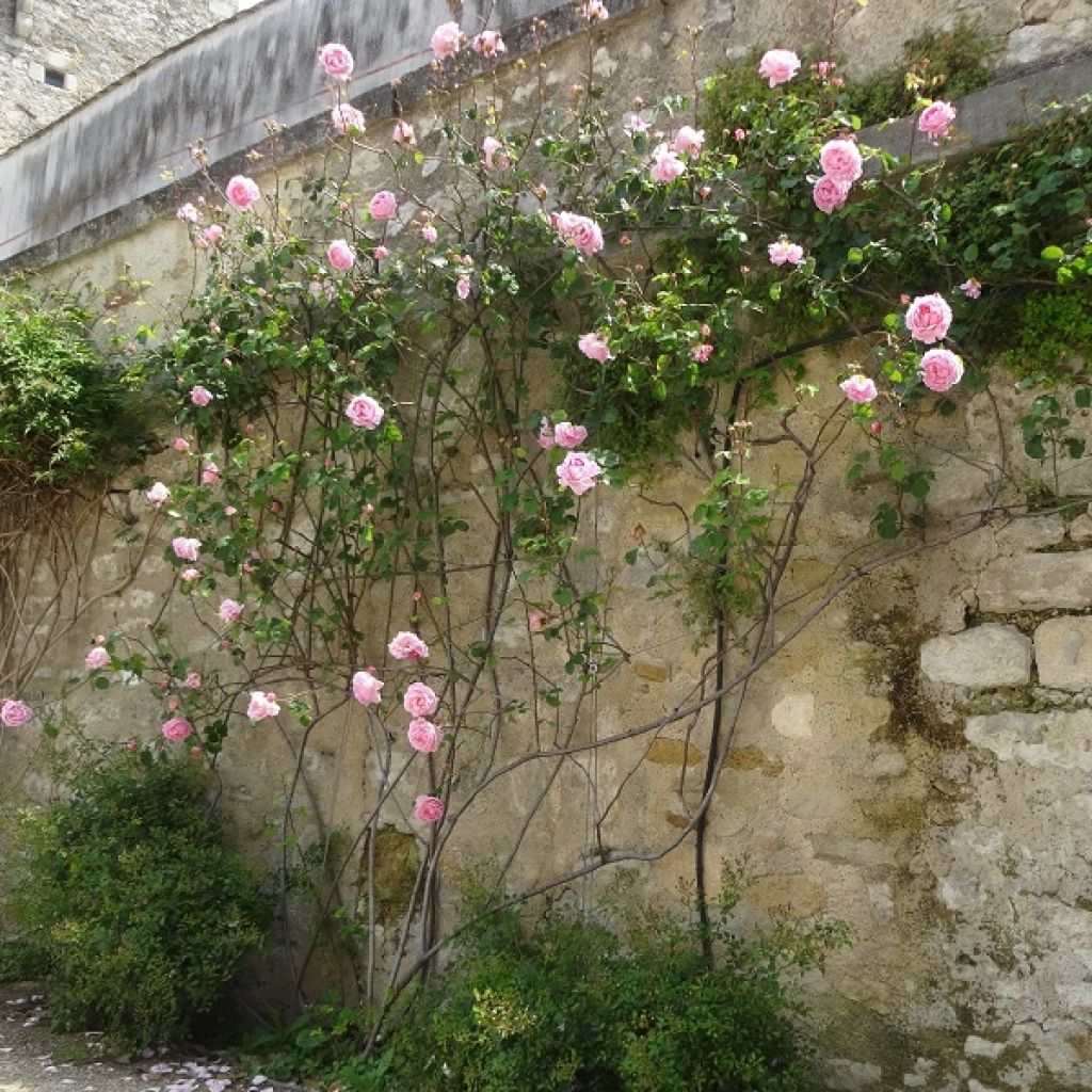 Rosa Constance Spry - Englische Rose