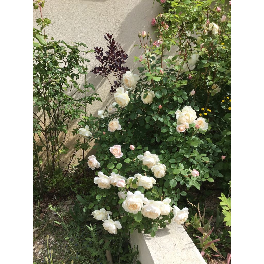 Rosa Desdemona - Englische Rose