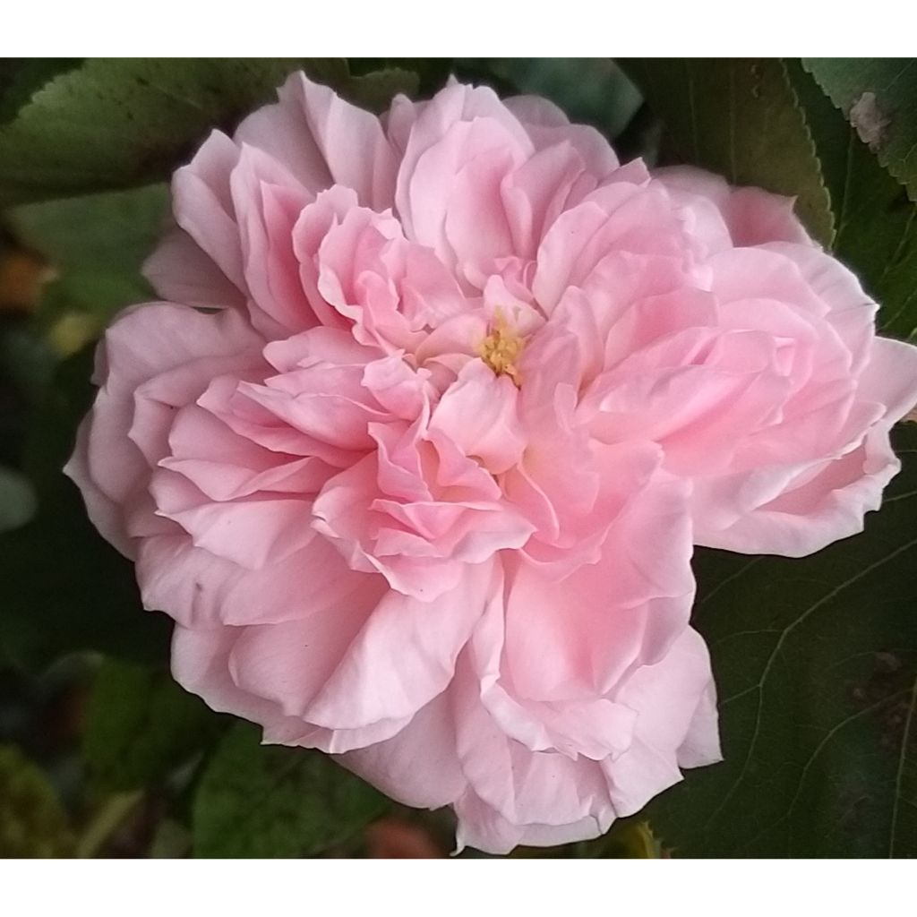 Rosa Eglantyne - Englische Rose