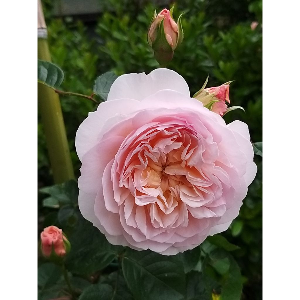 Rosa Emily Brontë - Englische Rose