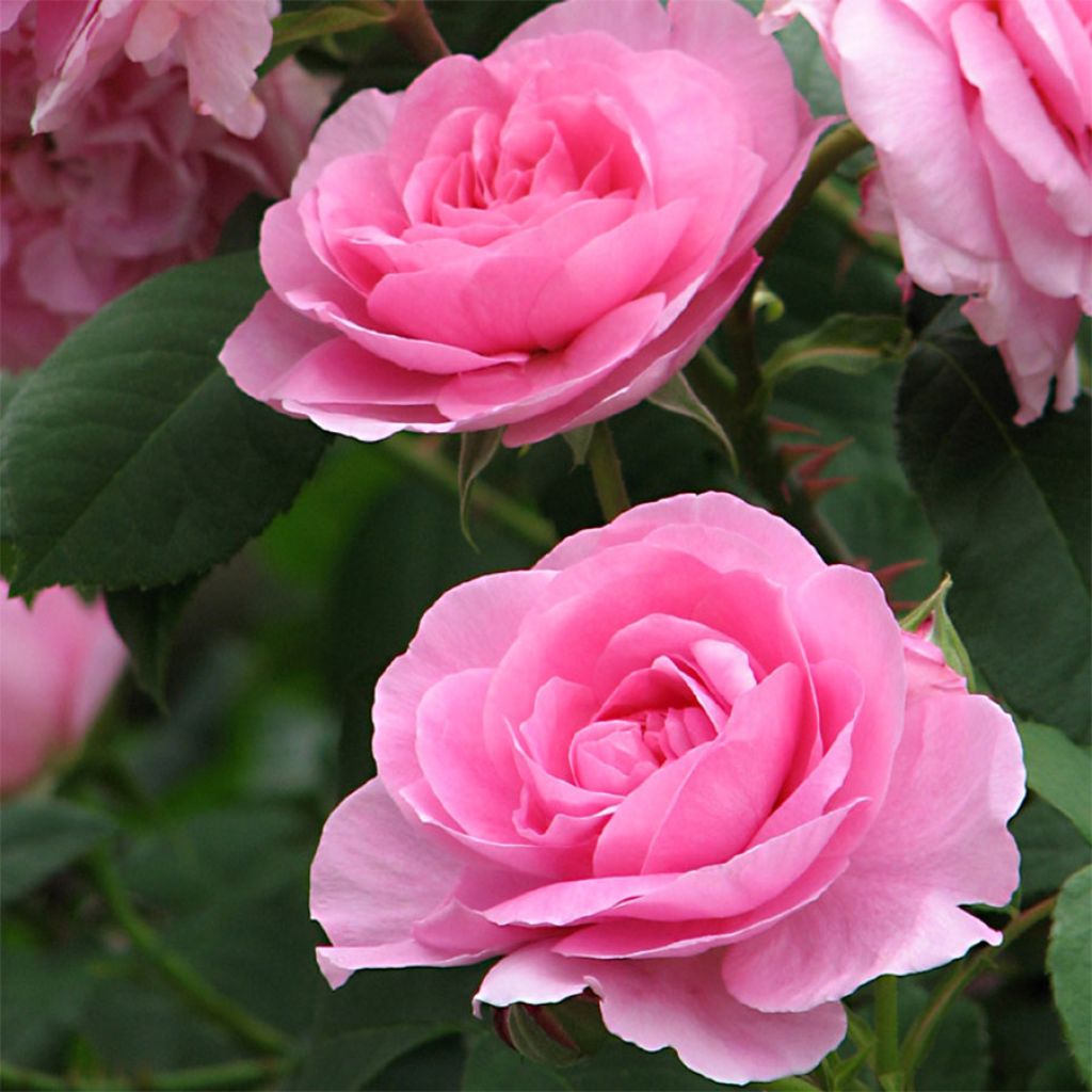 Rosa Gertrude Jekyll - Englische Rose