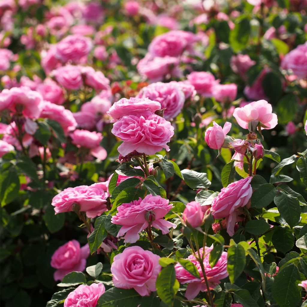 Stammrose David Austin Gertrude Jekyll