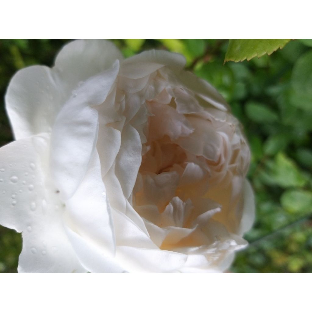 Rosa Glamis Castle - Englische Rose