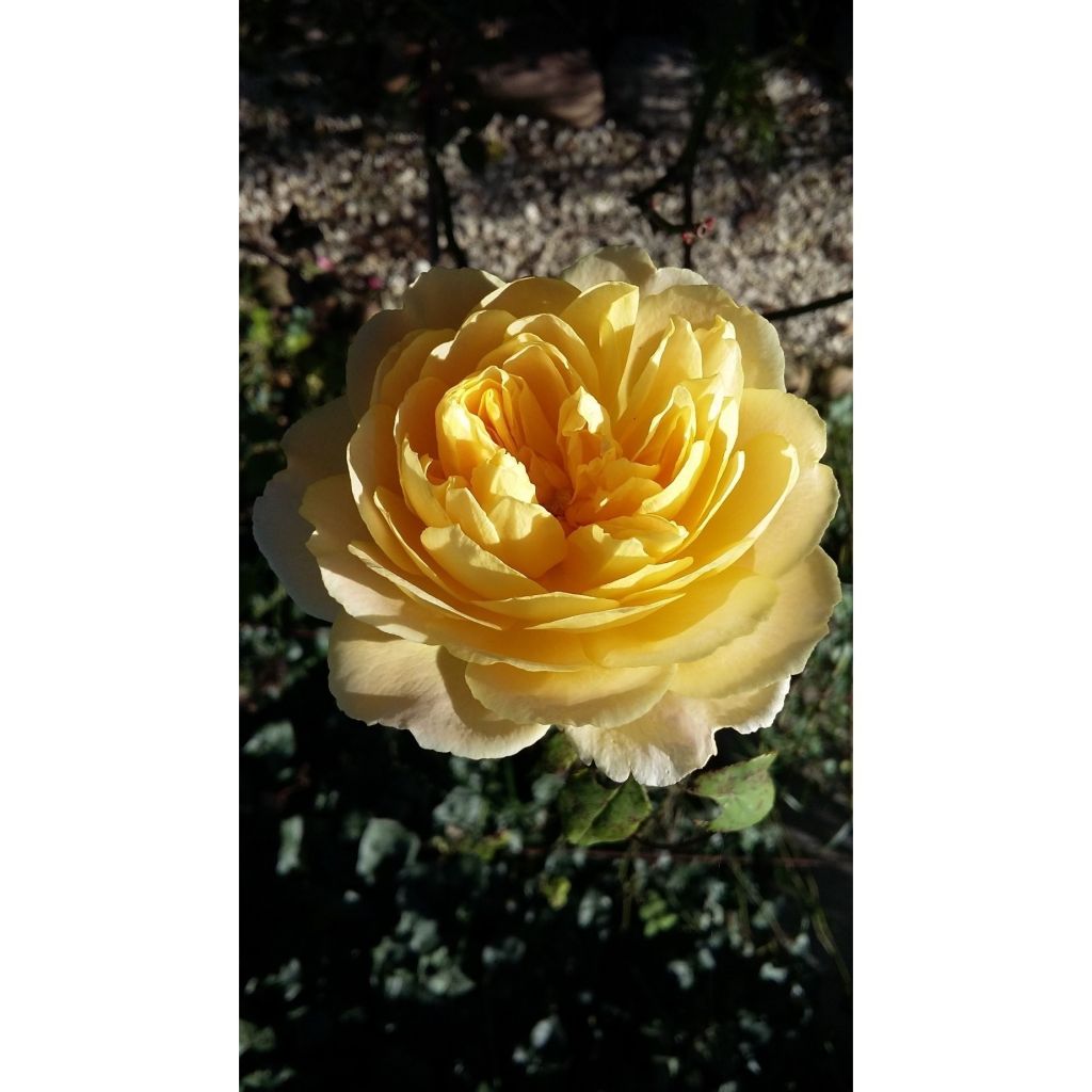 Rosa Golden Celebration - Englische Rose