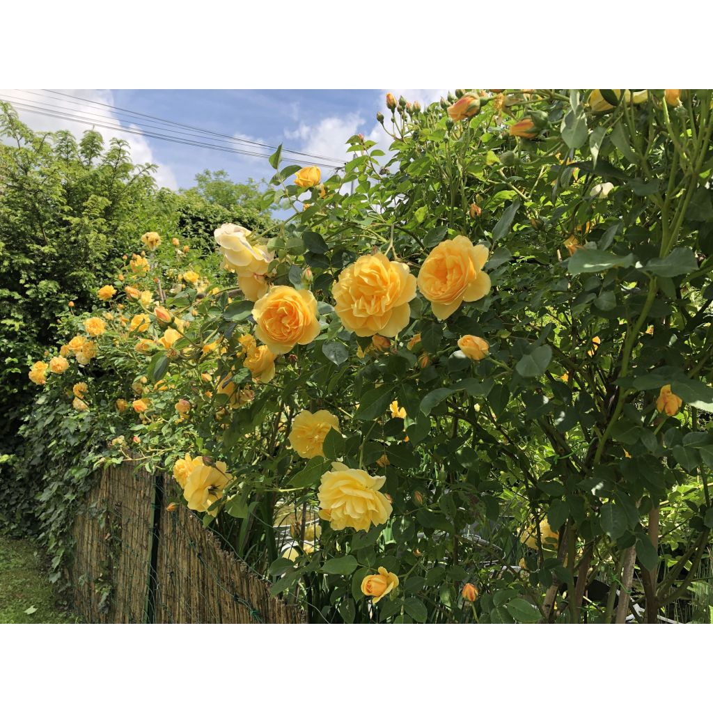 Rosa Golden Celebration - Englische Rose