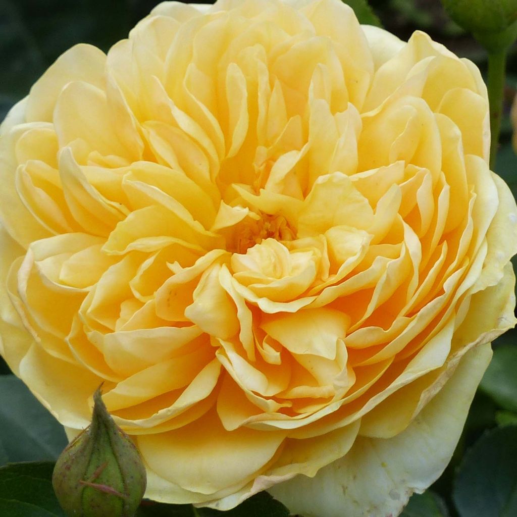 Rosa Graham Thomas - Englische Rose