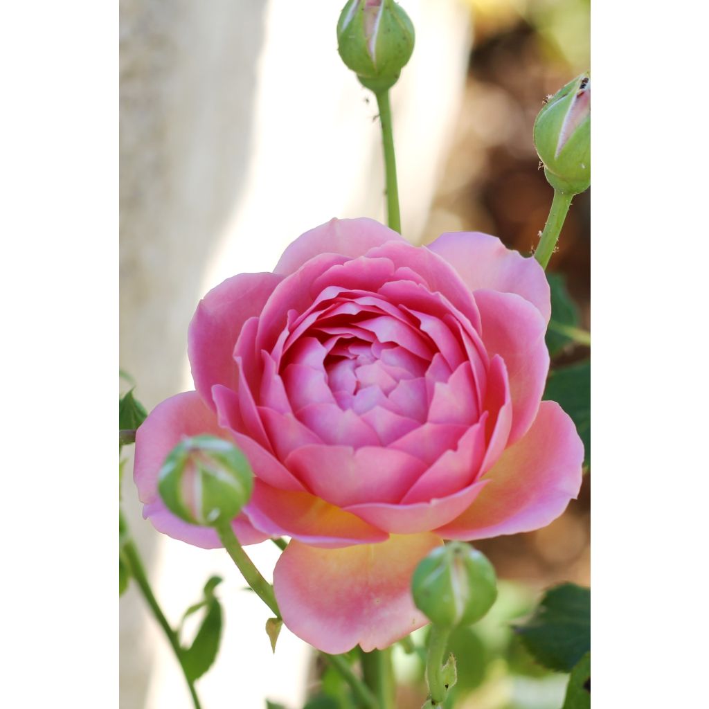 Rosa Jubilee Celebration - Englische Rose