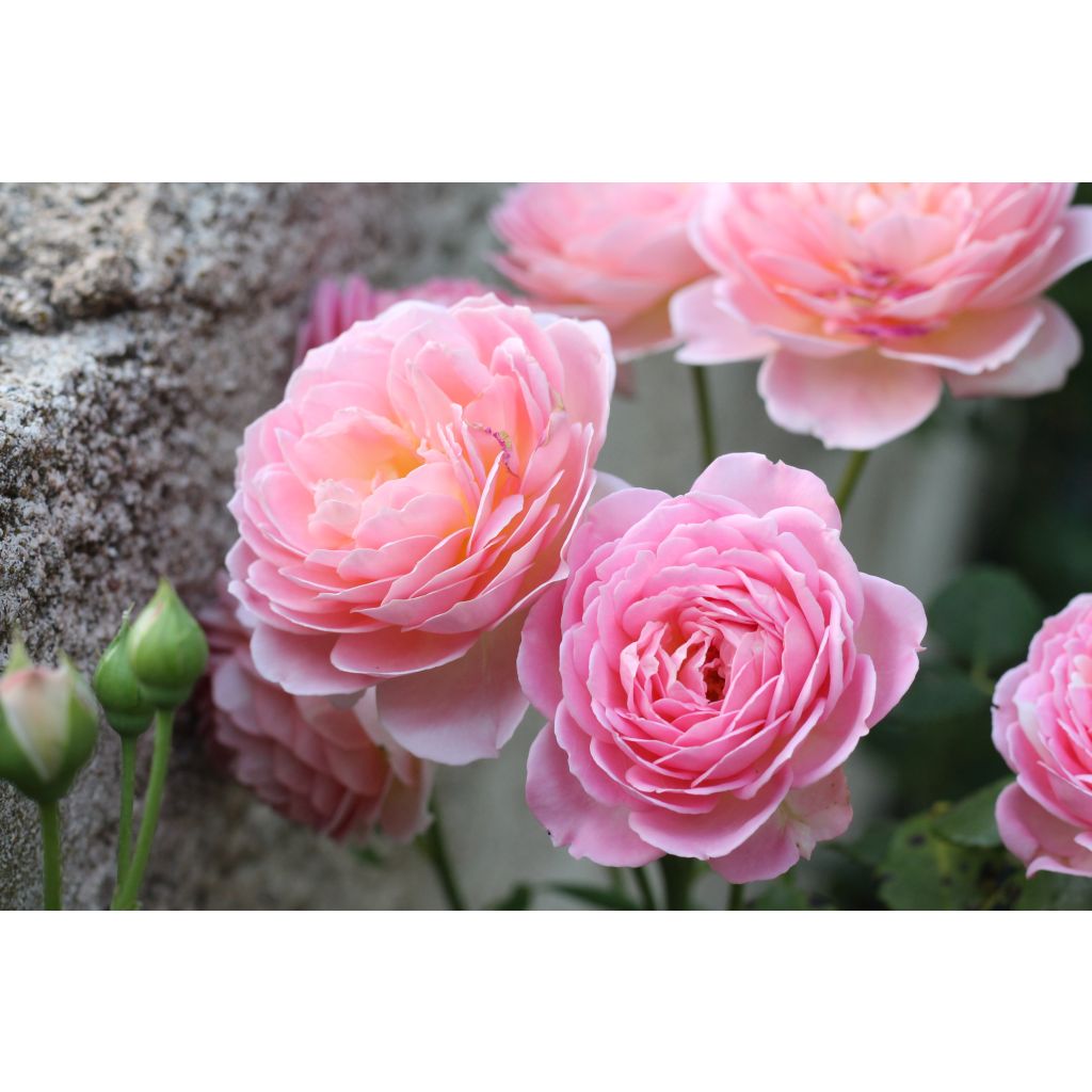 Rosa Jubilee Celebration - Englische Rose