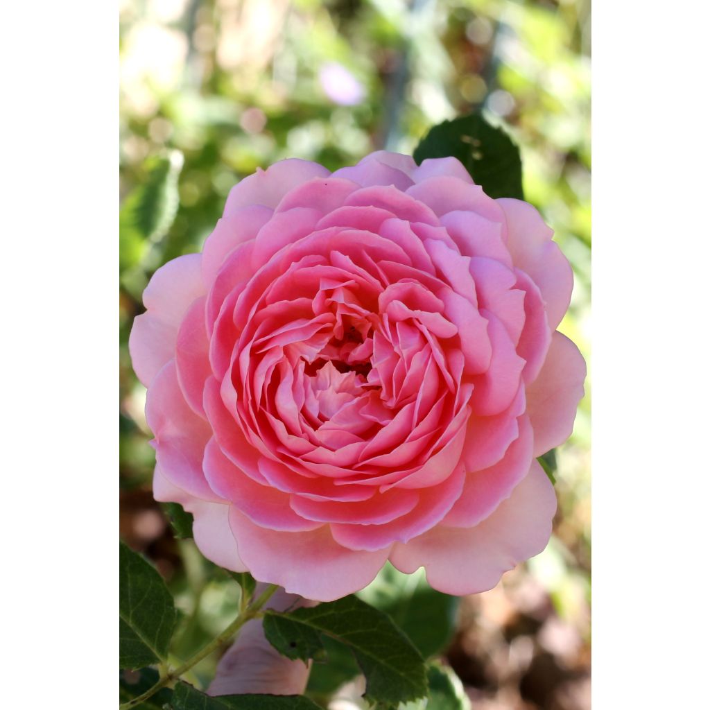 Rosa Jubilee Celebration - Englische Rose