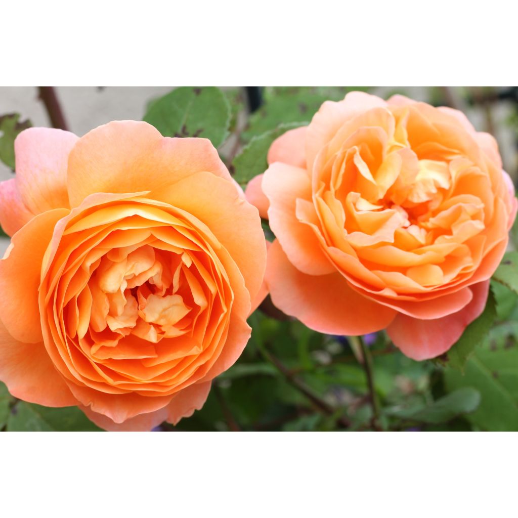 Rosa Lady Emma Hamilton - Englische Rose