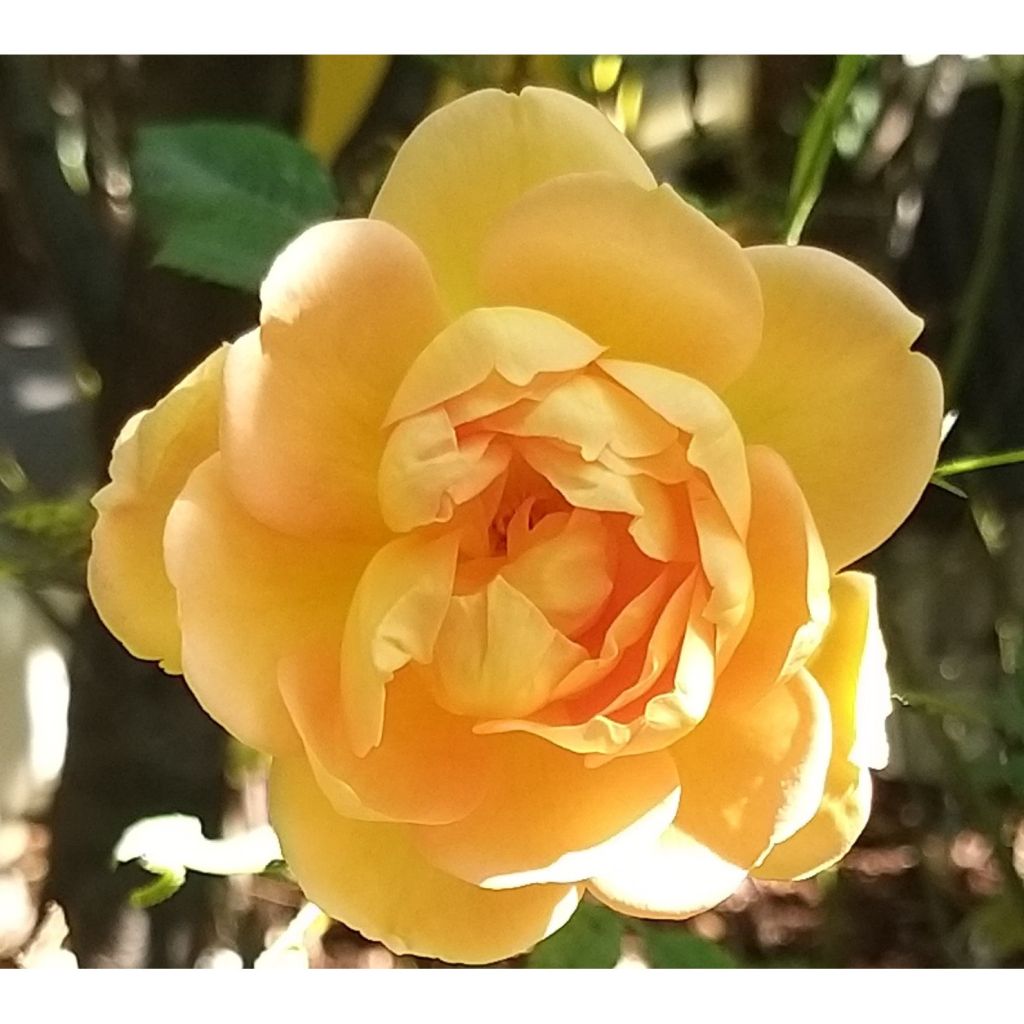 Rosa Lady Of Shalott - Englische Rose