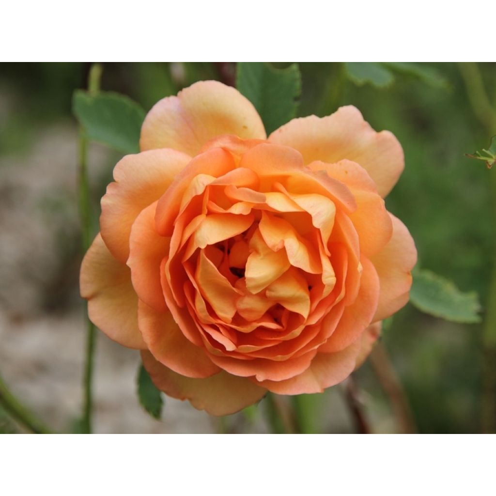 Rosa Lady Of Shalott - Englische Rose