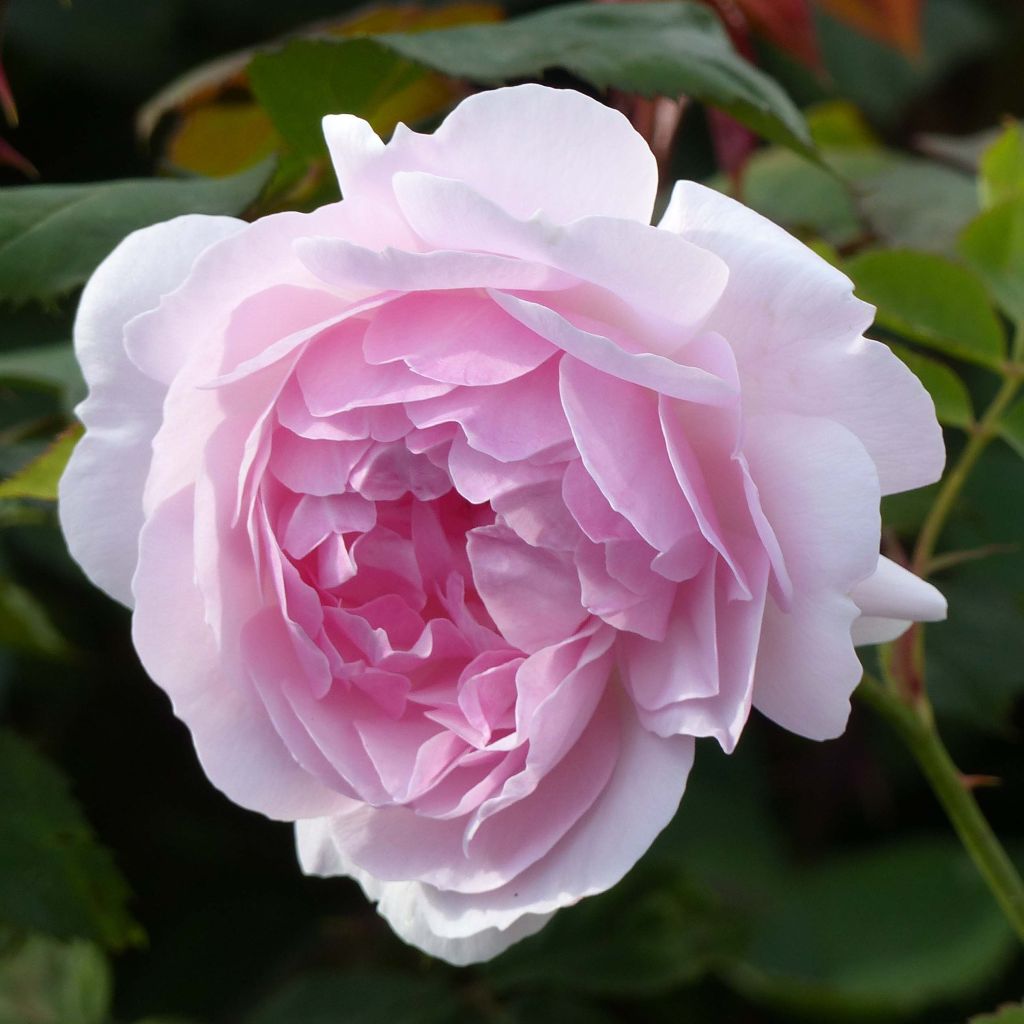 Rosa Lady Salisbury - Englische Rose