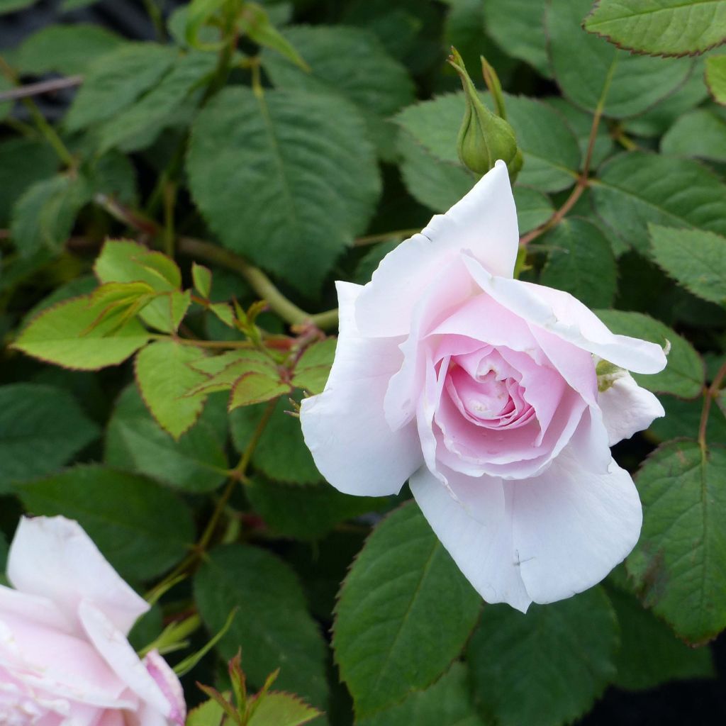 Rosa Lady Salisbury - Englische Rose