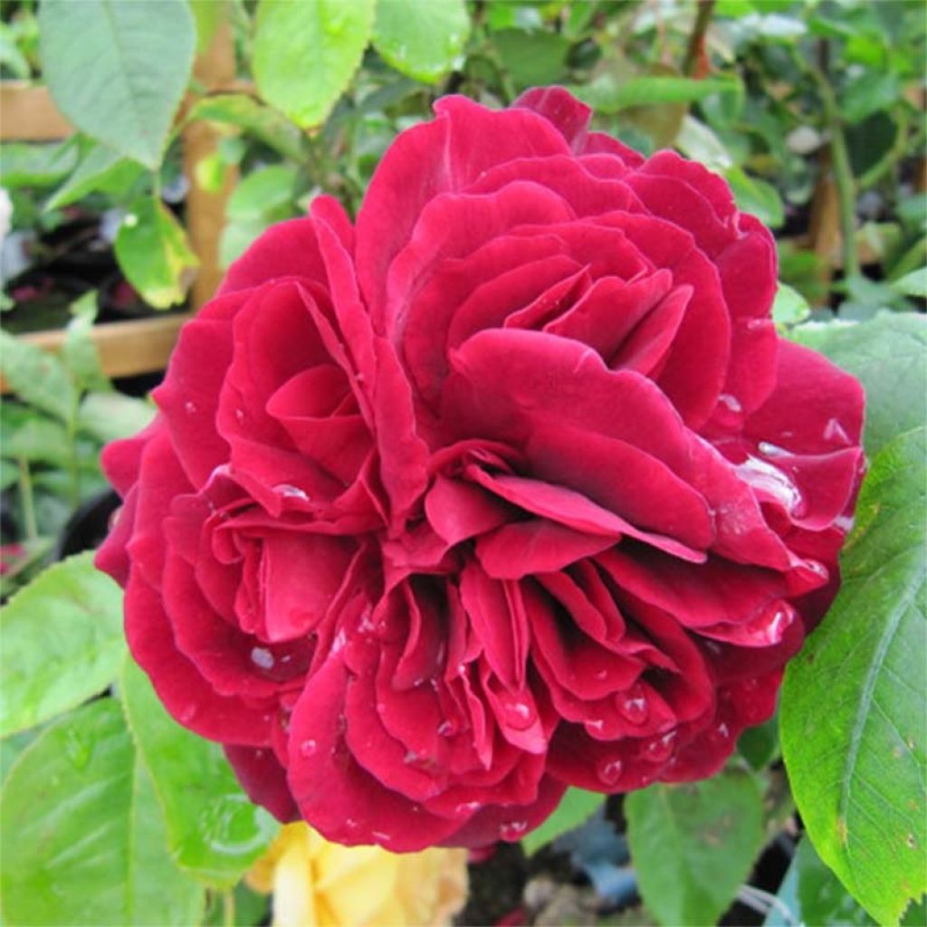 Rosa LD Braithwaite - Englische Rose