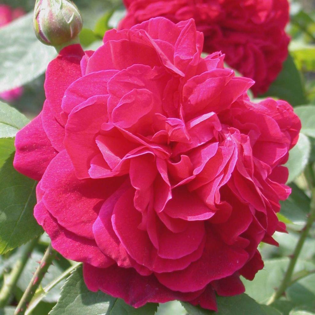 Rosa LD Braithwaite - Englische Rose