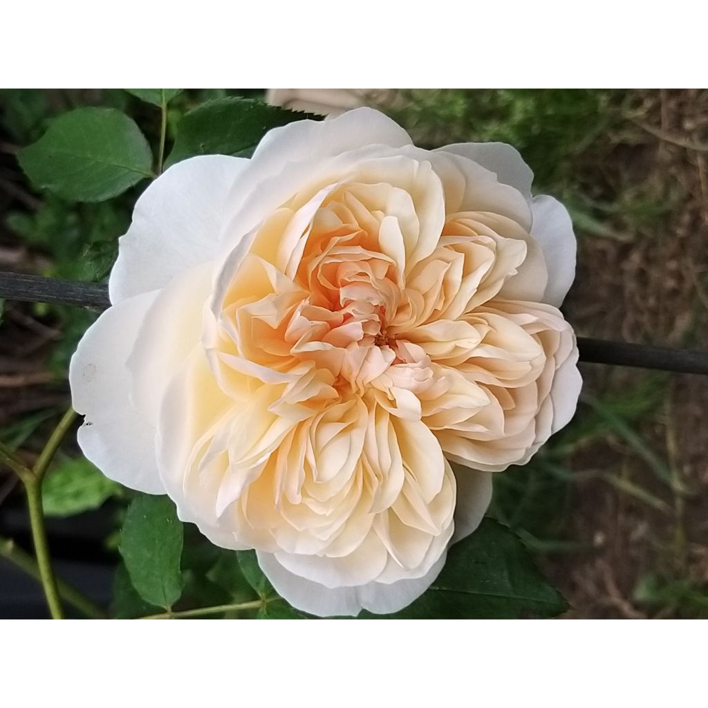 Rosa Lichfield Angel - Englische Rose