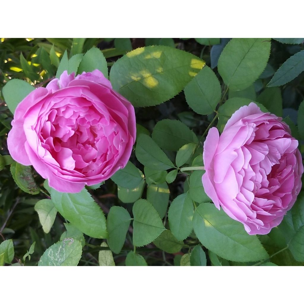 Rosa Mary Rose - Englische Rose